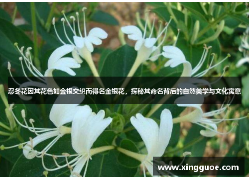 忍冬花因其花色如金银交织而得名金银花，探秘其命名背后的自然美学与文化寓意